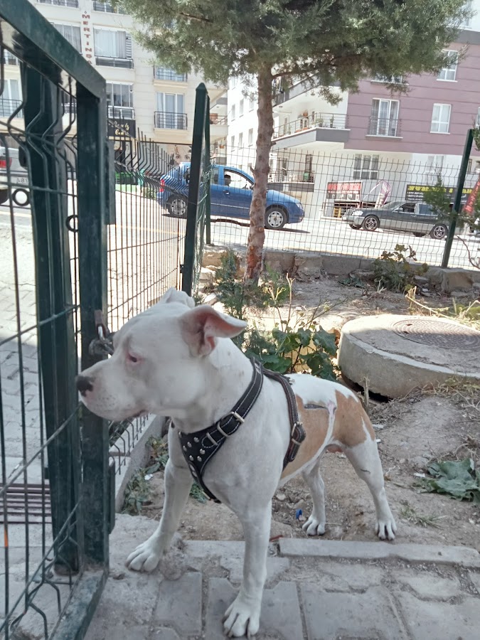 Yenimahalle Veteriner Kliniği