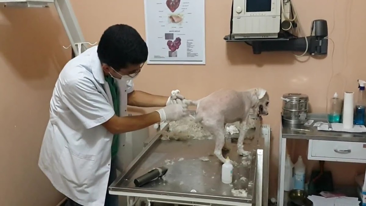 Yenimahalle Veteriner Kliniği